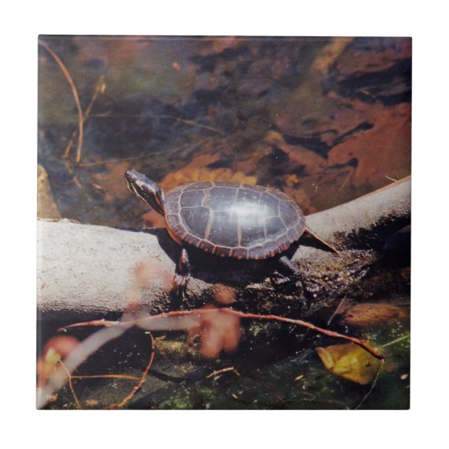Carreau Bonne tortue (Devant)