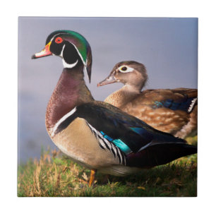 Carreau Bord de lac, Canard branchu