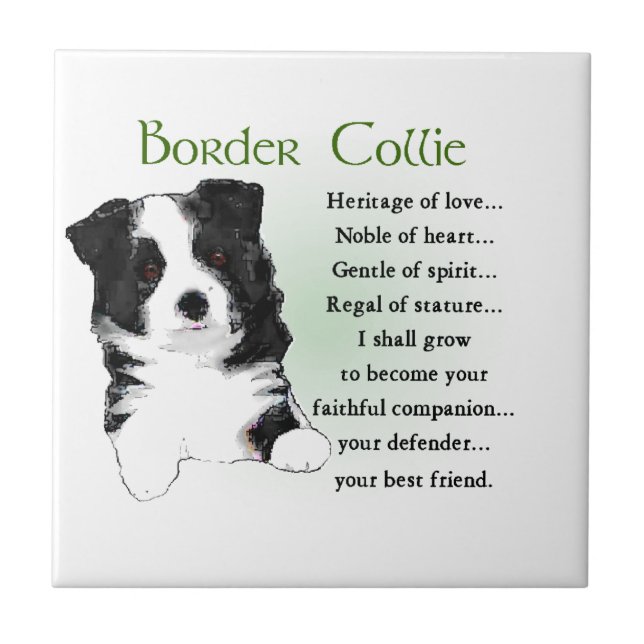 Carreau Border Collie (Devant)