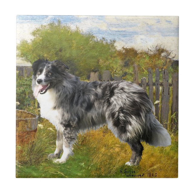 Carreau Border Collie à la ferme (Devant)