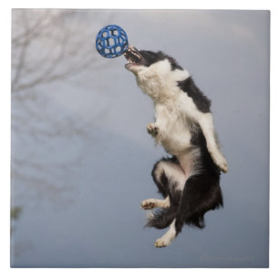 Carreau Border collie juste avant attraper la haute de