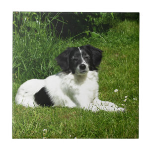 Carreau Bordure Collie