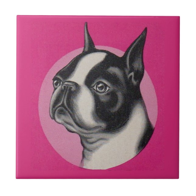 Carreau Boston terrier (Devant)