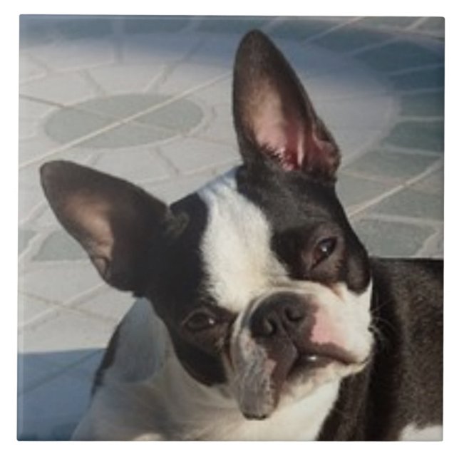 Carreau BOSTON TERRIER DOG, Pet Love, Best Friend (Devant)
