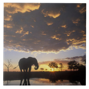 Carreau Botswana, parc national de Chobe, Éléphant