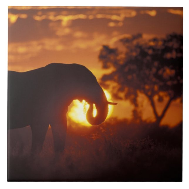 Carreau Botswana, parc national de Chobe, éléphant mâle (Devant)