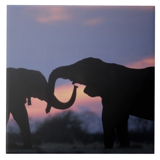Carreau Botswana, Parc national de Chobe, Eléphants (Devant)