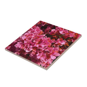 Carreau Bougainvillea Arbuste de vinification rose tropica