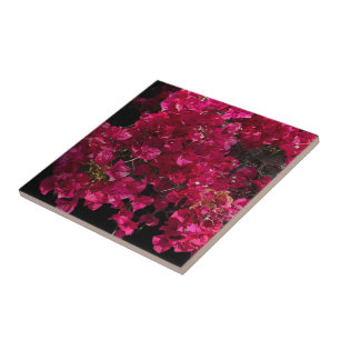 Carreau Bougainvillea Arbuste de vinification Tropical Rou