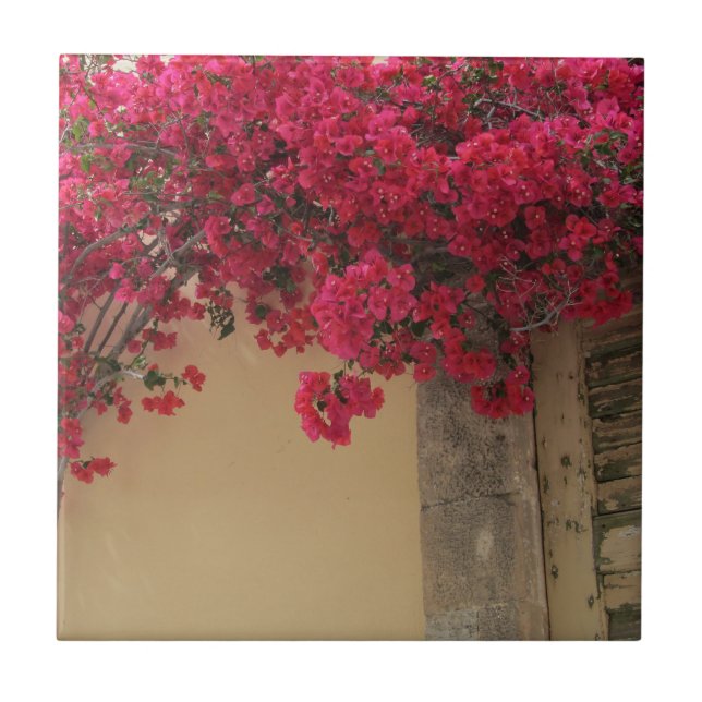 Carreau Bougainvilliers sur un bâtiment rustique en Grèce (Devant)