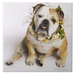 Carreau Bouledogue avec le collier de fleur
