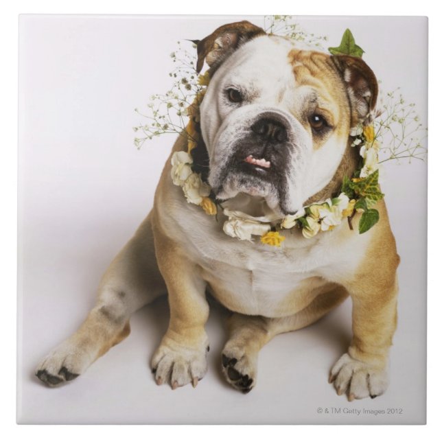 Carreau Bouledogue avec le collier de fleur (Devant)