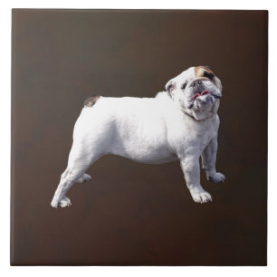 Carreau Bouledogue Fier