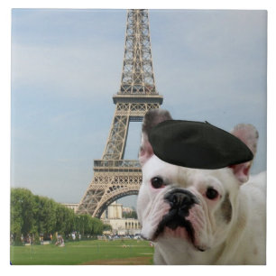 Carreau Bouledogue français à Paris