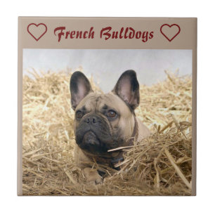 Carreau Bouledogue français dans la paille Bouledogue fran
