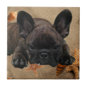Carreau Bouledogue français sur la plage French Bulldog