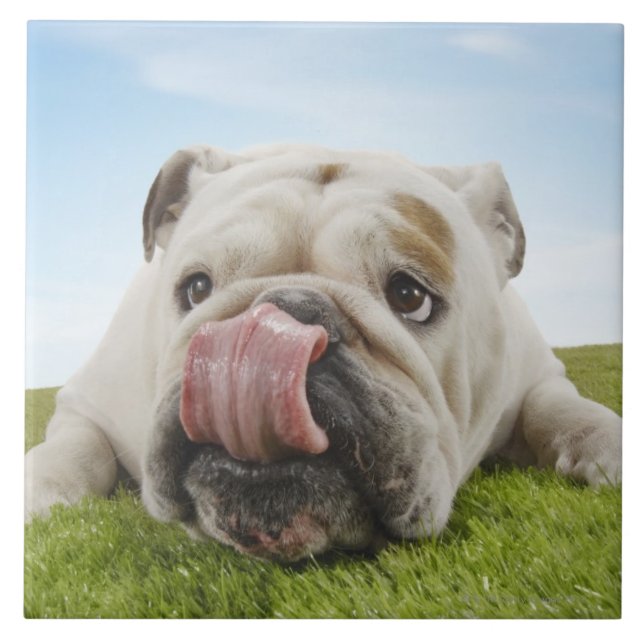 Carreau Bouledogue se trouvant sur l'herbe léchant des (Devant)