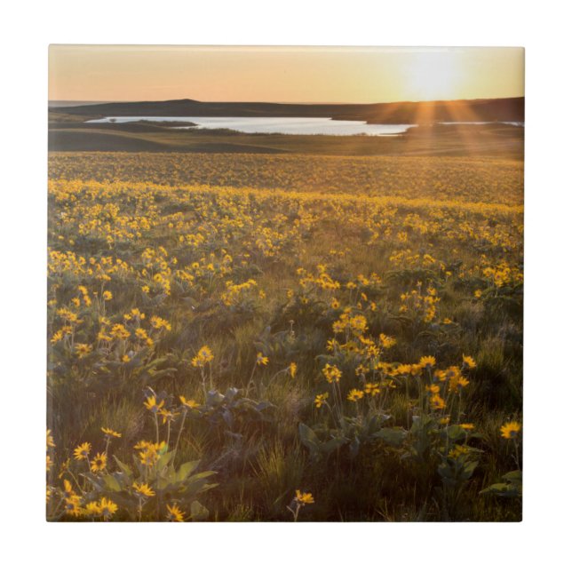 Carreau Bouquet de Balsamroot à feuilles de flèche sauvage (Devant)
