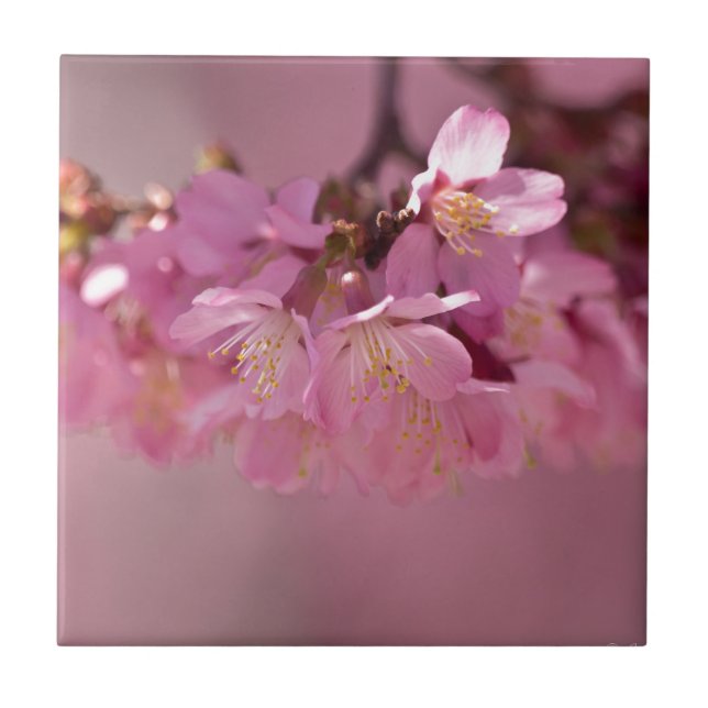 Carreau Bouquet délicat de fleurs de cerisier Sakura rose (Devant)