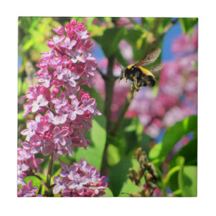 Carreau Bourdon atterrissant sur des lilas