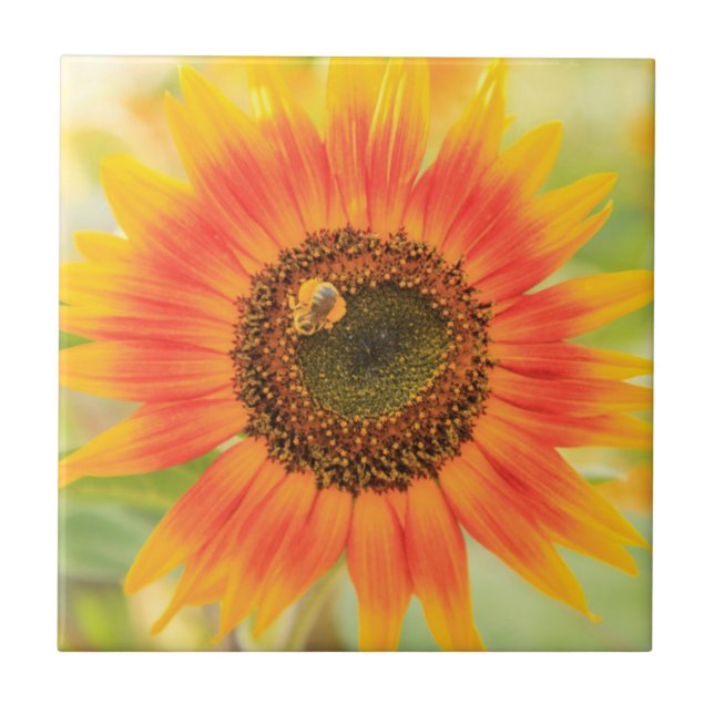Carreau Bourdon sur tournesol, Jardin communautaire (Devant)