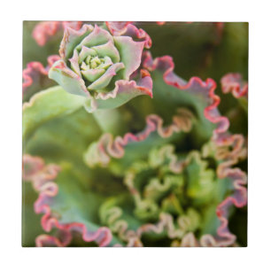 Carreau Bourgeon émergent d'une plante Echeveria
