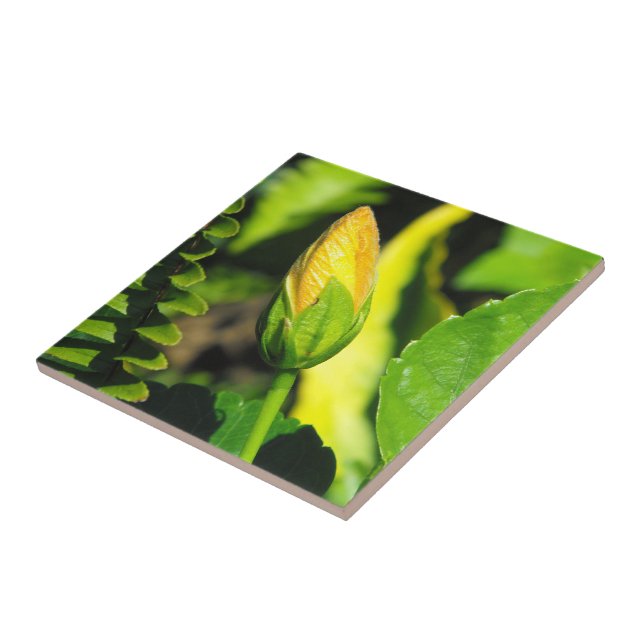 Carreau Bouton de fleur d'Hibiscus (Côté)