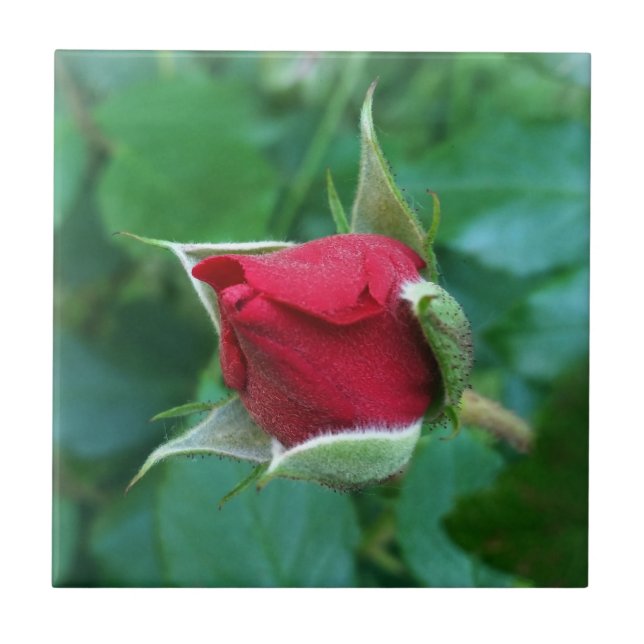 Carreau bouton de rose rouge (Devant)