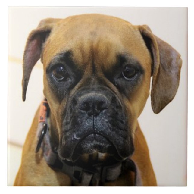 Carreau BOXER DOG 2, Amour des animaux, meilleur ami KEEPS (Devant)