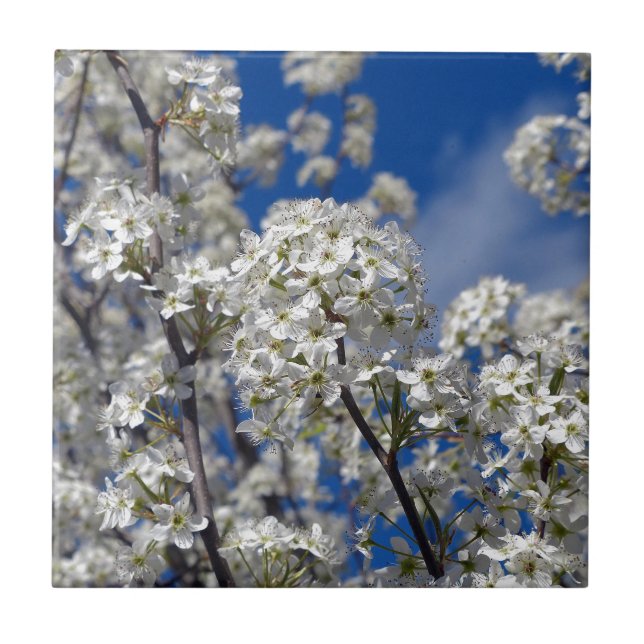 Carreau Bradford Pear Blooms (Devant)