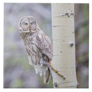 Carreau Branche d'arbre d'astre gris
