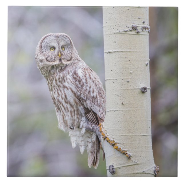 Carreau Branche d'arbre d'astre gris (Devant)