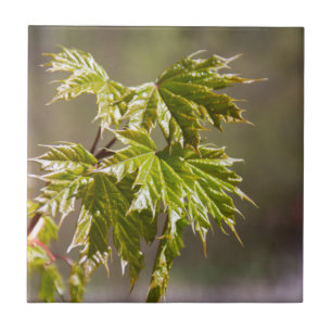Carreau Branche d'érable vert mignon avec petits feuilles