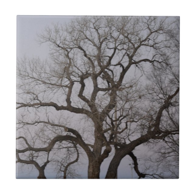 Carreau branches (Devant)