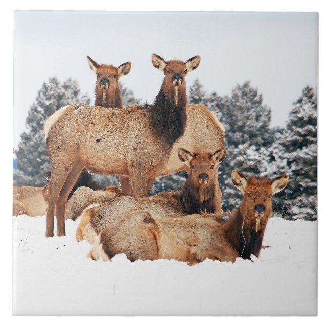 Carreau Bridger Mountains Vache Elk Large 6" x 6" (Devant)