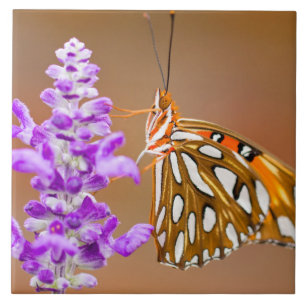 Carreau Bright Orange Gulf Fritillary Butterfly