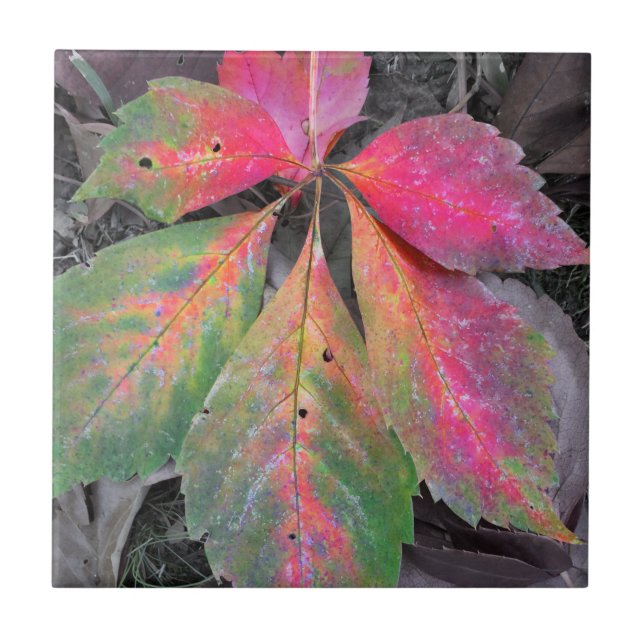 Carreau Brillant parmi le gris - feuille d'automne (Devant)