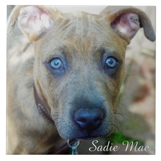 Carreau Brindle Pit Bull Puppy par Shirley Taylor (Devant)