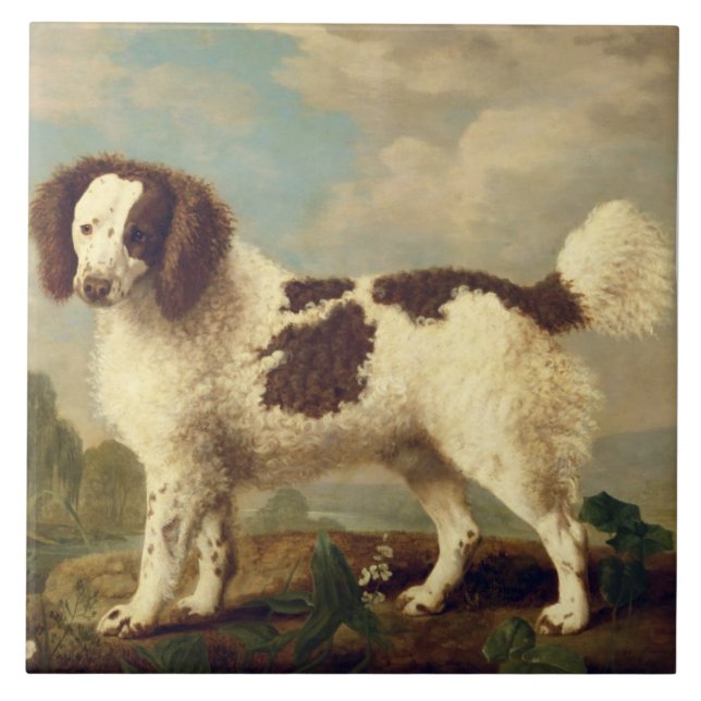 Carreau Brown et blanc Norfolk ou Water Spaniel, 1778 (oi (Devant)