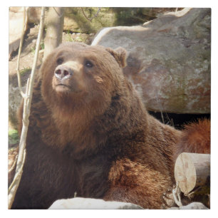 Carreau Brown vue ours céramique