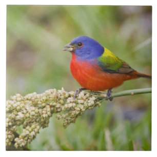 Carreau Bruant à tête noire (Passerina ciris) mâle en trai