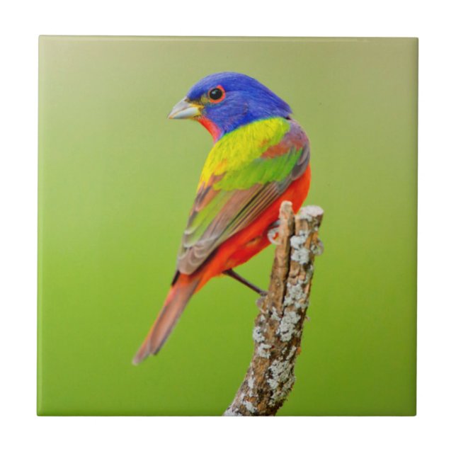 Carreau Bruant à tête rouge (Passerina ciris) Mâle perché (Devant)