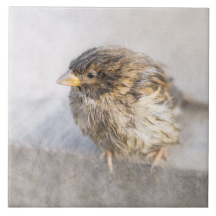 Carreau Bruant - Météo Prévision Épique Échec