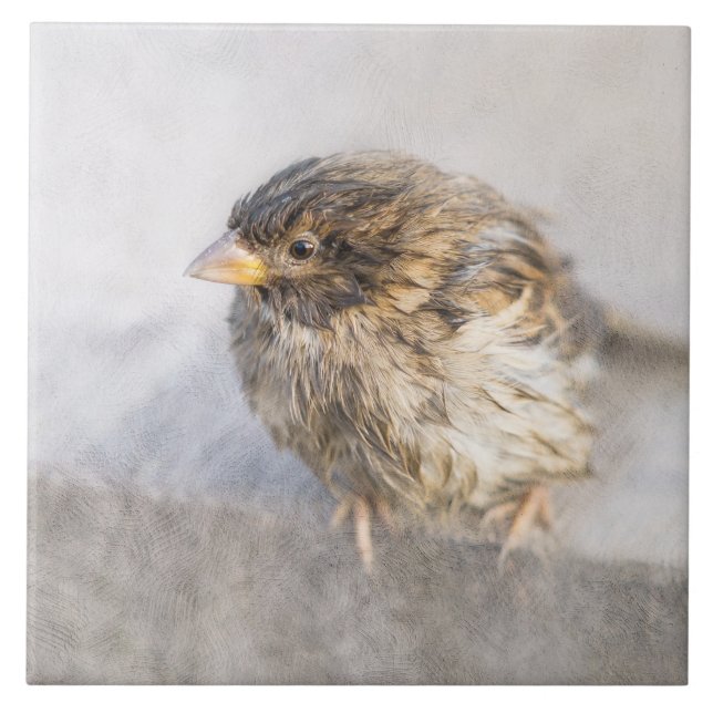 Carreau Bruant - Météo Prévision Épique Échec (Devant)