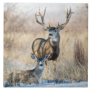 Carreau Buck Couple   Mule Deer