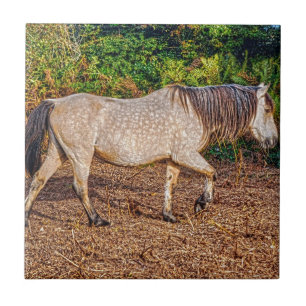 Carreau Bucskin Nouvelle Forêt Pony Faune