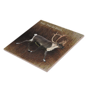 Carreau Bull Caribou (Reindeer)