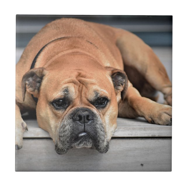 Carreau Bull Dog (Devant)