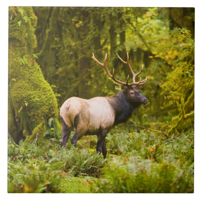 Carreau Bull Roosevelt Elk Debout Dans Le Pré (Devant)