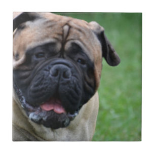Carreau Bullmastiff mignon